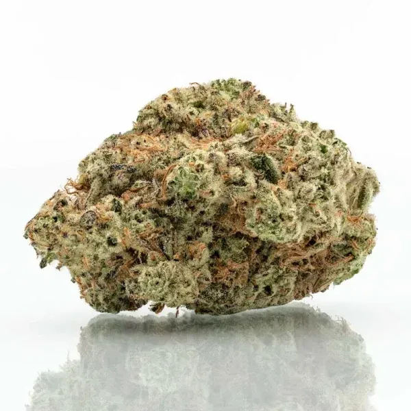 White Truffle strain THCa flower buds