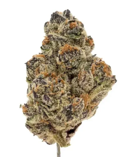 Zushi Strain